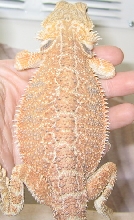juv. salmon bearded dragon