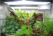 dart frog vivarium