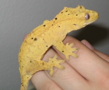 yellow dalmation crested gecko