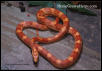 sunglow motley(?)