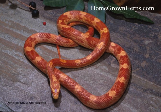 sunglow motley(?)