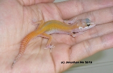 2012 designer carrottail baby