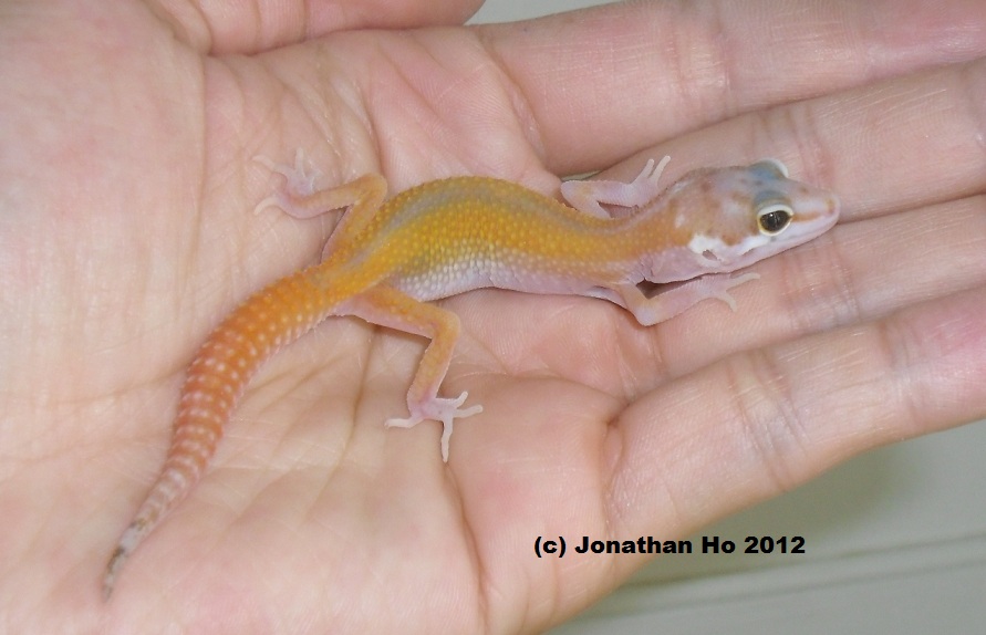 2012 designer carrottail baby