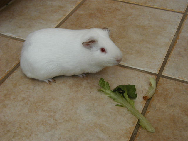 Kristi's Elvis