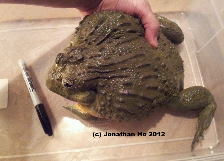 1,245 grams, over 2.7lbs!