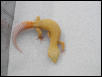 best patternless albino