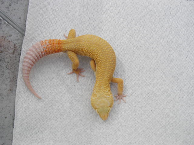 best patternless albino