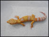 best albino of this year