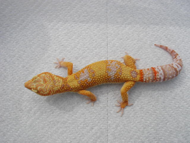 best albino of this year