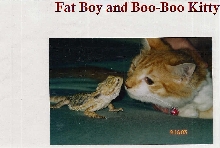 Fat Boy & Boo-Boo Kitty
