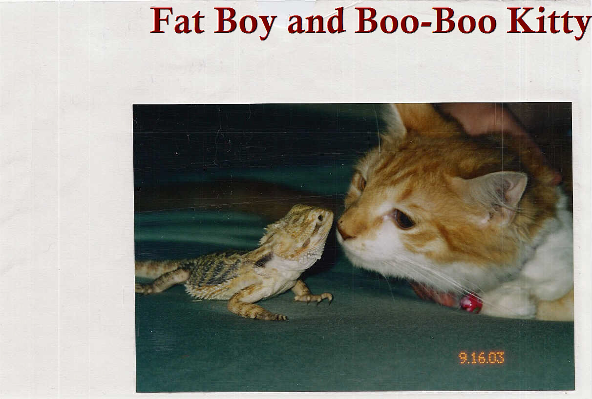 Fat Boy & Boo-Boo Kitty