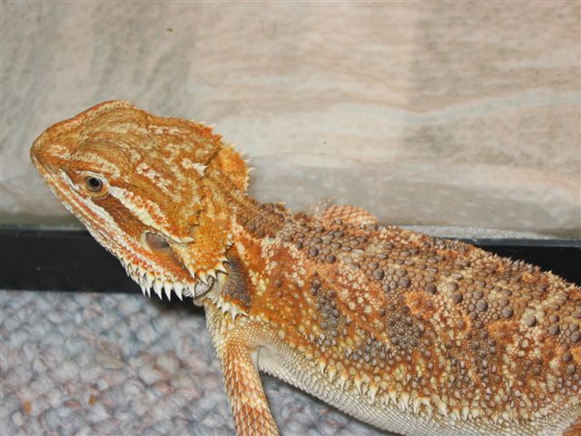 orange bearded dragon