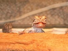 baby dragon