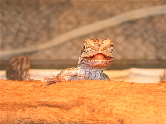 baby dragon