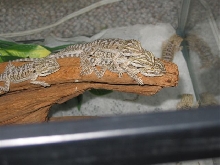 baby dragon