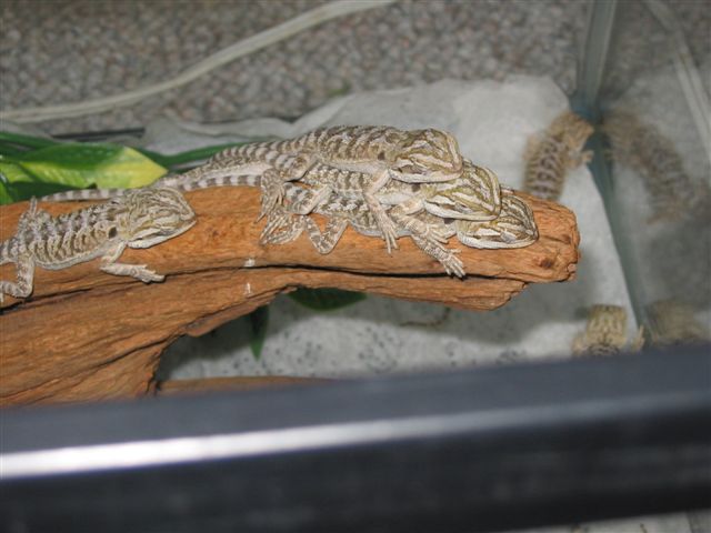 baby dragon
