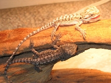 my little babies to cute