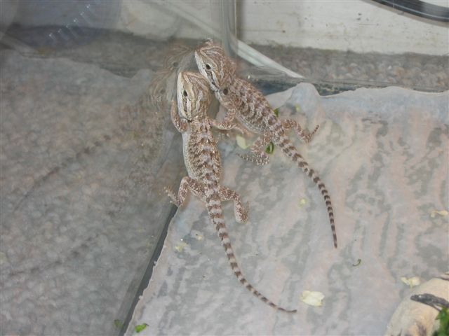 cute baby dragons