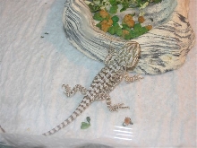 baby dragon