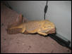 Sleeping Beauty