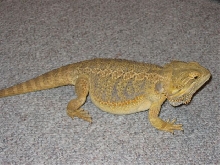 my mello yellow  bearded dragon