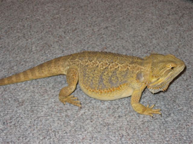 my mello yellow  bearded dragon