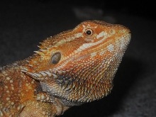 pheonix face