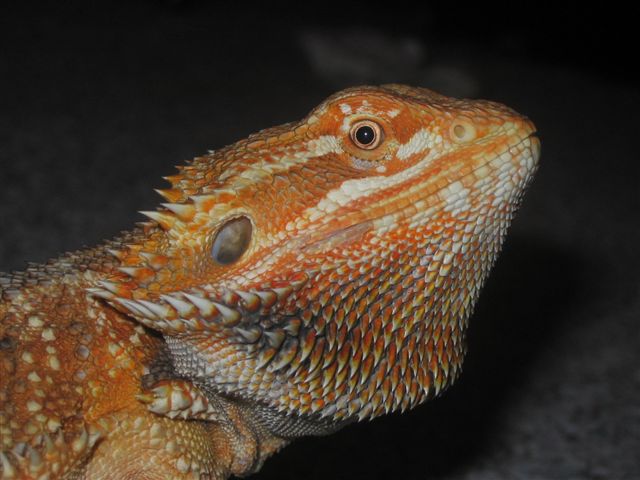 pheonix face