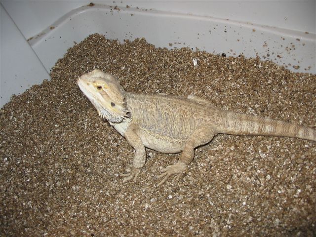Malorie