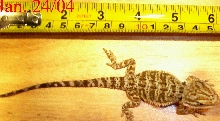 New Beardie