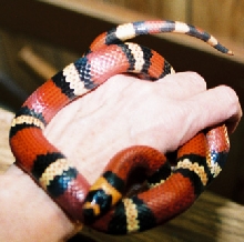 honduran milksnake