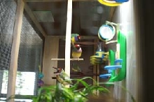 gouldians in cage