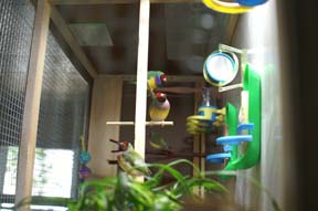gouldians in cage