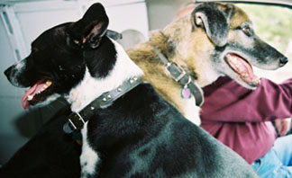 Nehi & Charlie