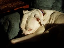 Cheyenne asleep