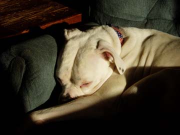 Cheyenne asleep