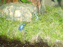 arrow frogs