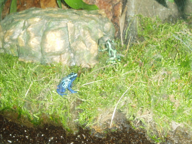 arrow frogs