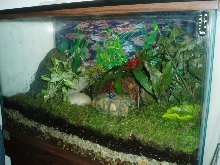 frog tank