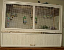 New flight cage for gouldian finches