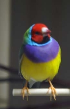 Max, gouldian finch