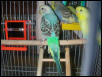 New Birdy