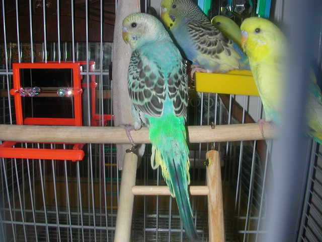 New Birdy