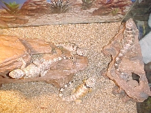 all 4 of my crevice spiny lizards