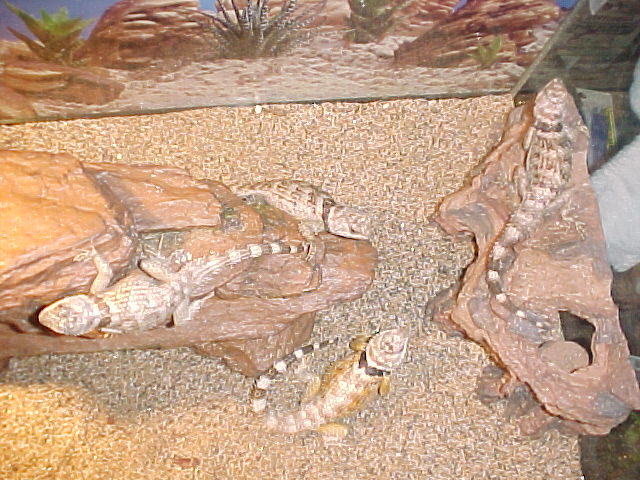 all 4 of my crevice spiny lizards