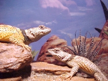 George and JR