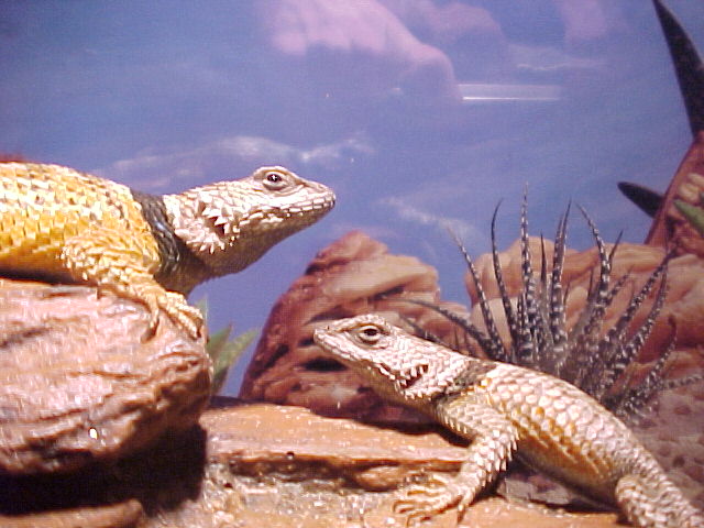 George and JR