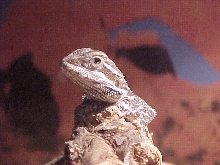 syd
