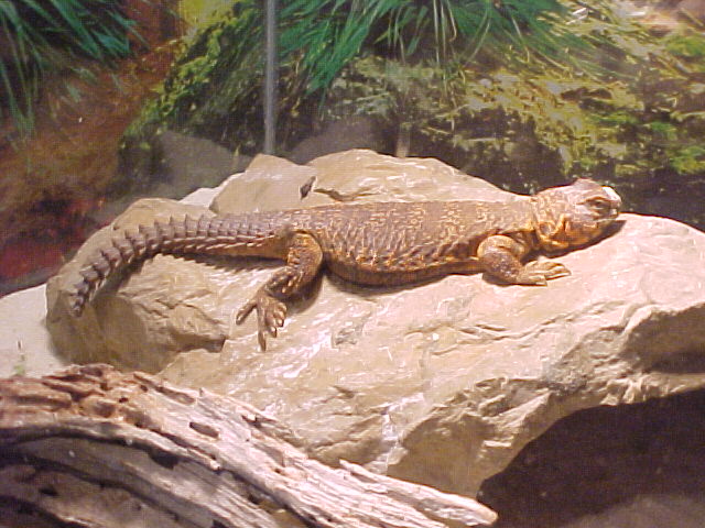 bubba