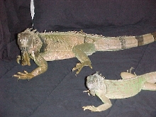 sabbath and godzilla